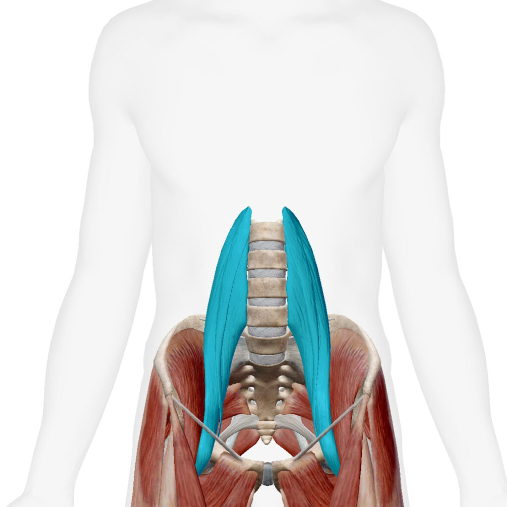 腸腰筋の解剖図