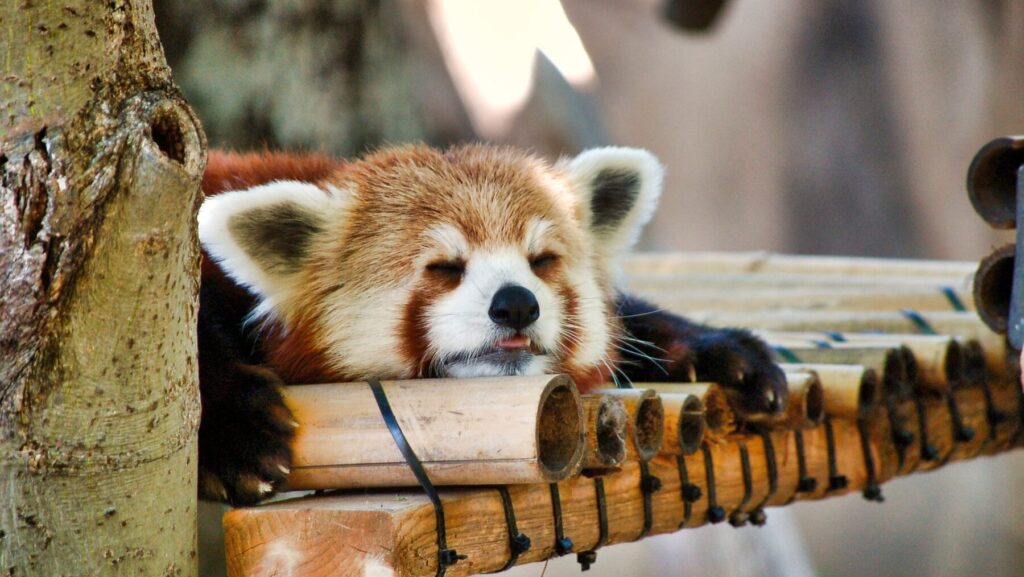 居眠りするレッサーパンダ