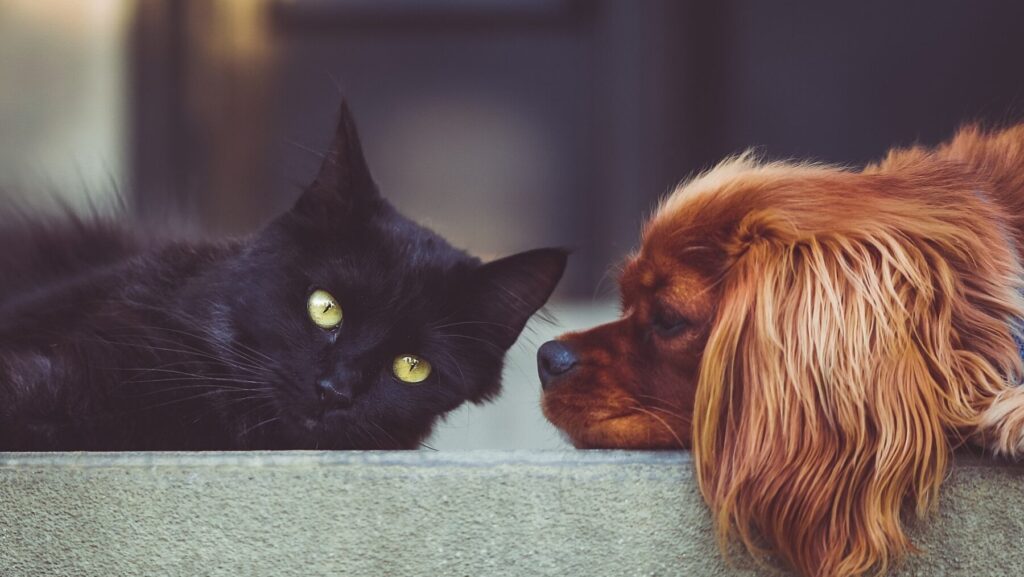 横になる犬と猫