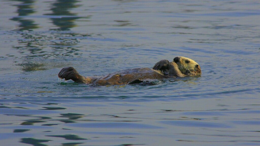 湖に漂うラッコ