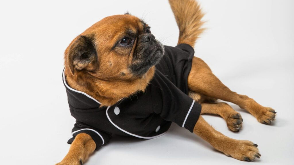 パジャマを着た犬
