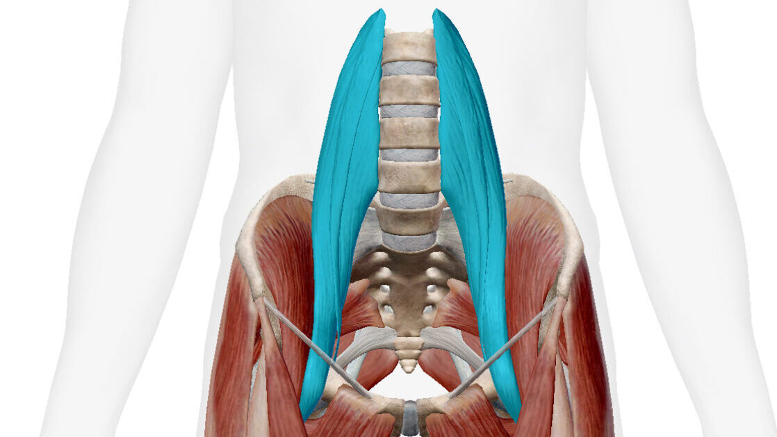 腸腰筋の解剖図