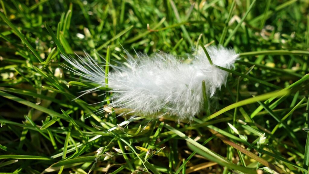 ダウンフェザー